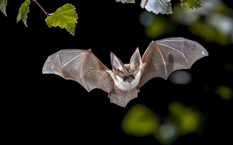 Humane Bird And Bat Deterrent Methods For Large Buildings