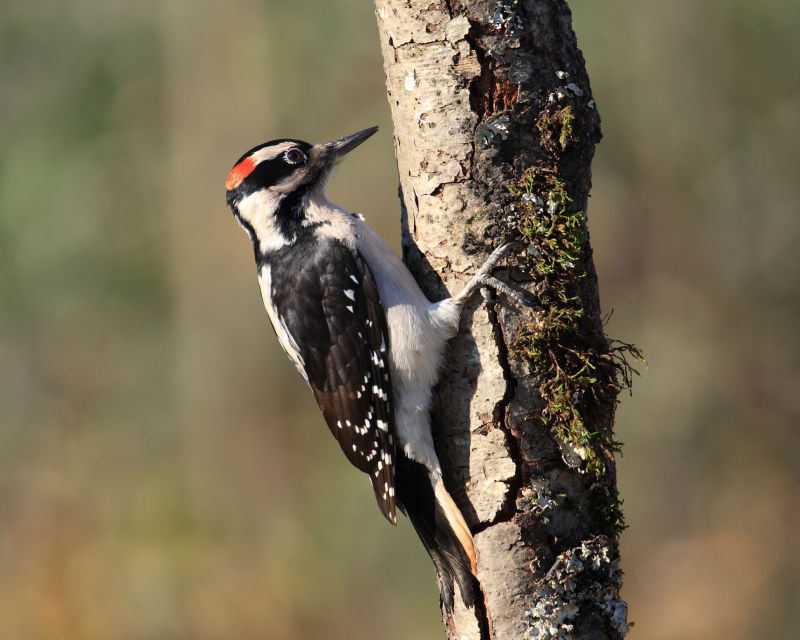 Woodpecker Removal
