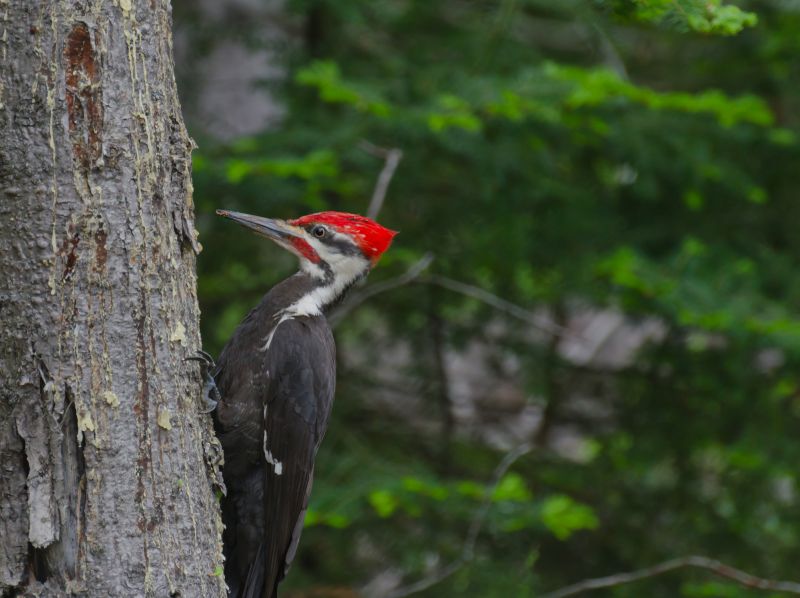 Active Woodpecker