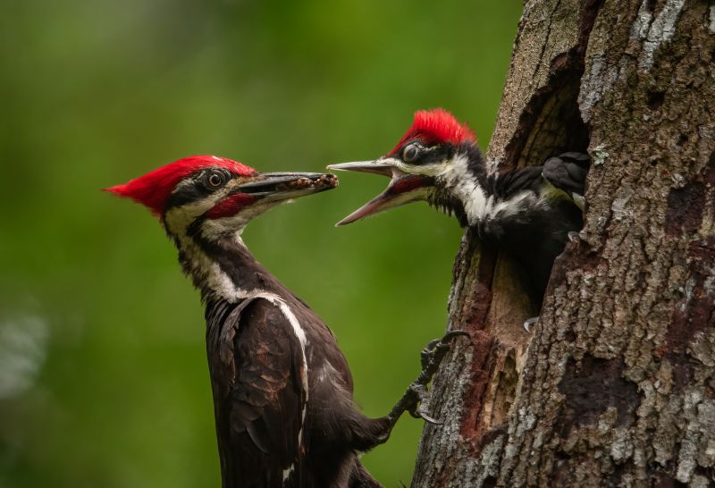 Woodpecker Damage on Tree