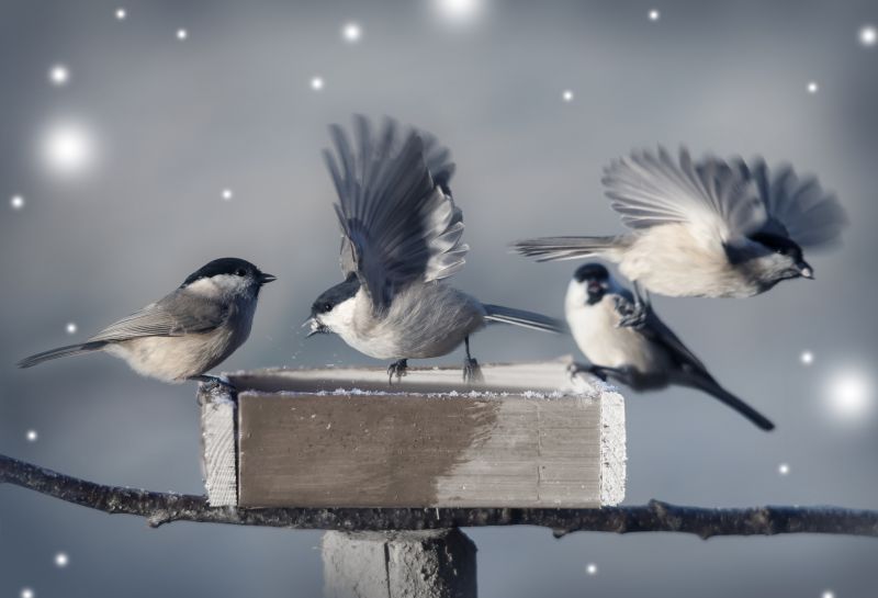 Eco-Friendly Options