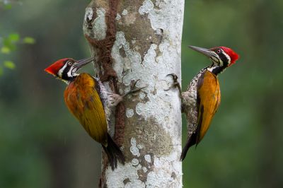 Hire Experienced Professionals To Handle Your Woodpecker Issue