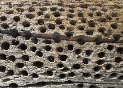 Woodpecker Holes Can Allow Water Into Your Structure, Causing Mold Growth and Structural Damage