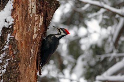 Woodpeckers Can Cause Lots of noise
